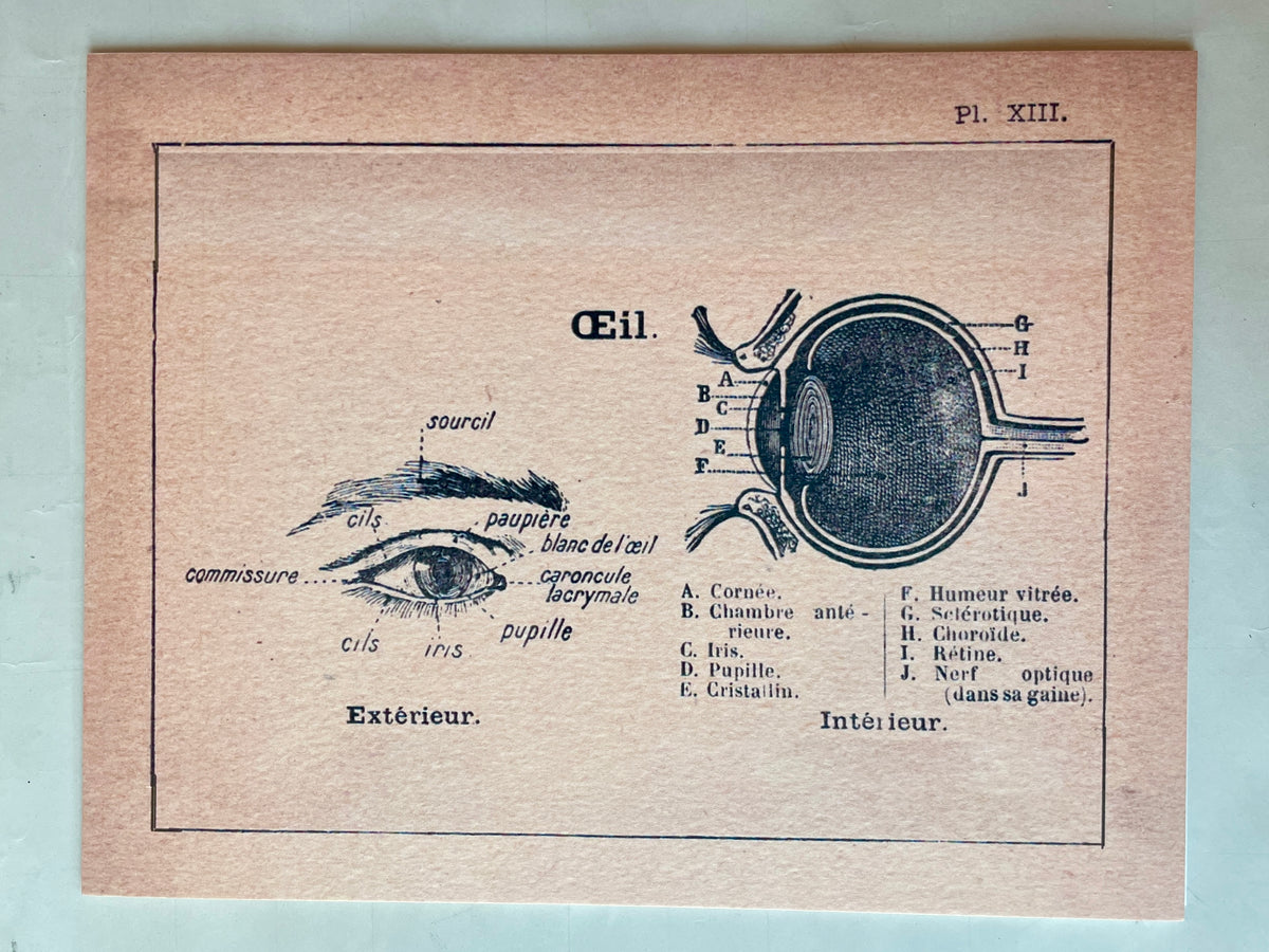 Anatomical Chart Art Prints | PARCEL