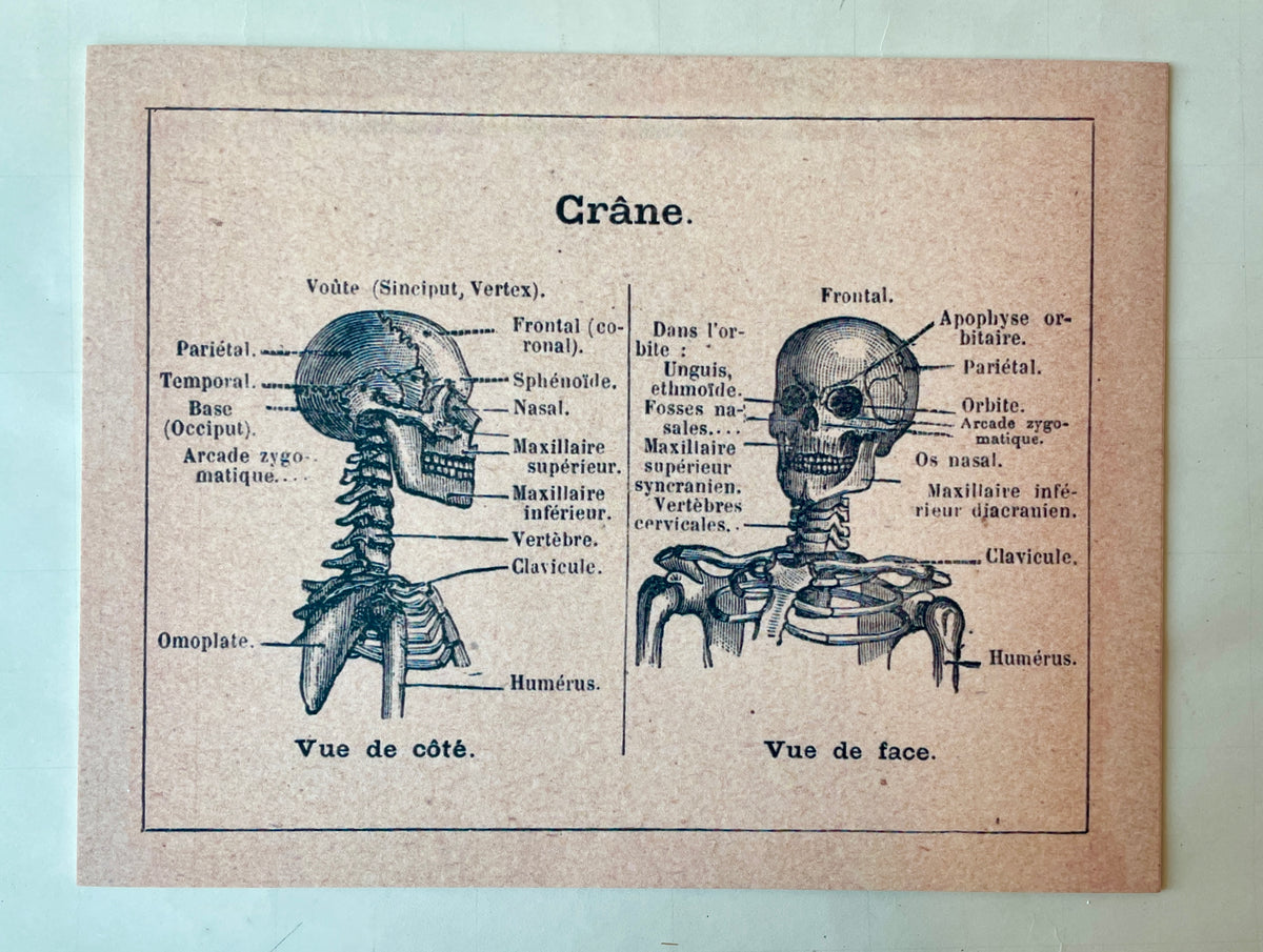 Anatomical Chart Art Prints | PARCEL